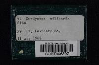 Cordyceps militaris image