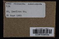 Clitocybe subditopoda image