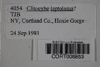 Image of Clitocybe leptoloma