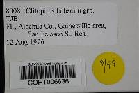 Clitopilus hobsonii image