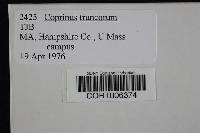Coprinellus truncorum image