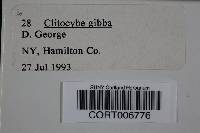 Clitocybe gibba image