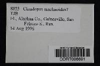 Claudopus arachnoideus image