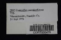 Craterellus caeruleofuscus image