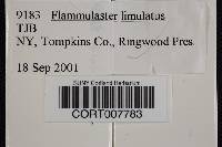 Image of Flammulaster limulatus