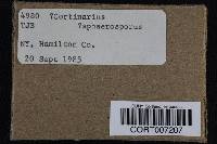 Image of Cortinarius sphaerosporus