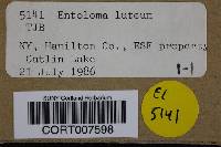 Entoloma luteum image