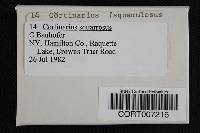 Cortinarius squarrosus image