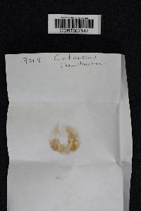 Cortinarius hemitrichus image