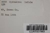 Gyromitra infula image