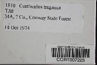 Cortinarius traganus image