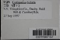 Cortinarius bolaris image