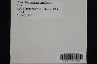 Cortinarius armillatus image