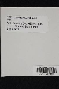 Cortinarius obliquus image