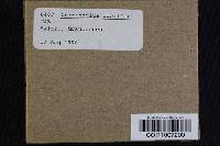 Cortinarius odorifer image