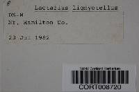 Lactarius lignyotellus image