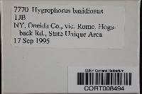 Image of Hygrophorus basidiosus