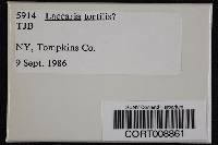 Image of Laccaria tortilis