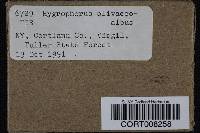 Hygrophorus olivaceoalbus image