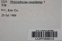 Image of Hygrophorus cuspidatus