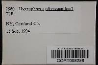 Hygrophorus olivaceoalbus image