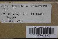 Image of Hygrophorus recurvatus