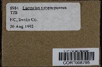 Lactarius subpurpureus image
