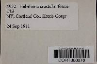 Hebeloma crustuliniforme image