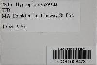 Image of Hygrophorus cossus