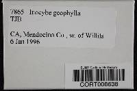 Inocybe geophylla image