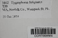 Hygrophorus fuligineus image