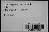 Image of Hygrophorus borealis