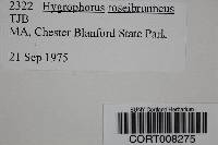 Hygrophorus roseobrunneus image