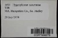 Hygrophorus recurvatus image