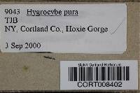 Image of Hygrocybe pura