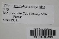 Hygrophorus chrysodon image