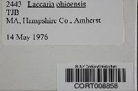 Laccaria ohiensis image