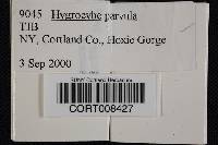 Hygrocybe parvula image