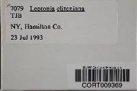 Image of Leptonia clintoniana