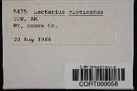 Lactarius glyciosmus image