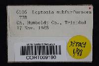 Image of Leptonia subfurfuracea