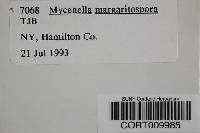 Mycenella margaritispora image