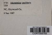 Marasmius capillaris image