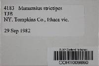 Marasmius strictipes image