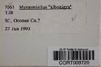 Marasmius albogriseus image