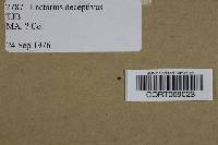 Lactarius deceptivus image