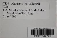 Marasmius calhouniae image