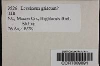 Leccinum griseum image