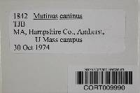 Mutinus caninus image