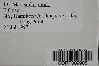 Marasmius rotula image